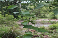 Ampelocissus tomentosa